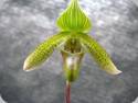 Paph. javanicum